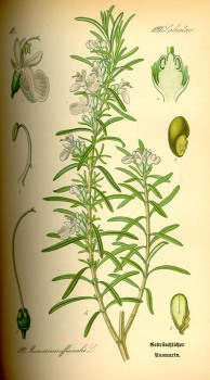 Rosmarin bio - Demeter